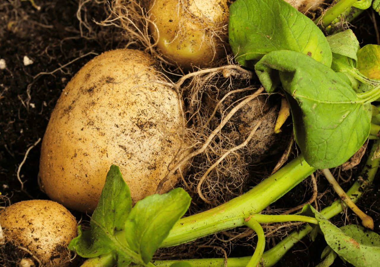 cultiver des patates dans son jardin