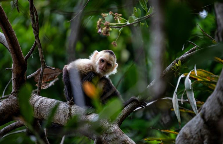 Favoriser la biodiversité dans votre jardin