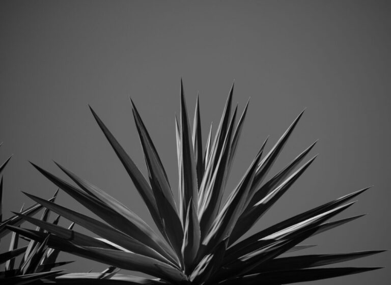 Plantes pour un Jardin Urbain en Hauteur : Optimiser l&rsquo;Espace