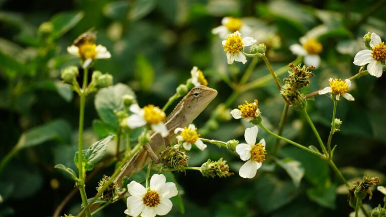 Créer un jardin esthétique et écologique