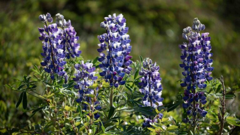 Cultiver Des Légumes En Vertical Pour Optimiser Votre Jardin