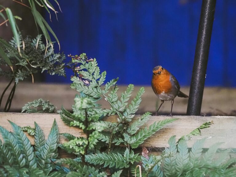 Créer un Jardin Esthétique et Favorable à la Faune Locale