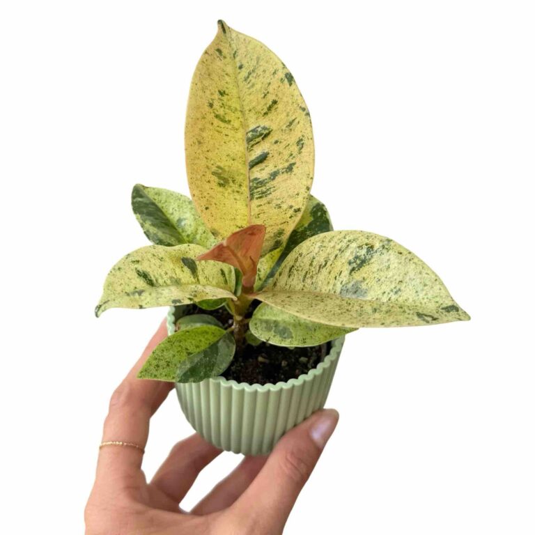 Ficus elastica : tout savoir sur la célèbre plante caoutchouc d’intérieur