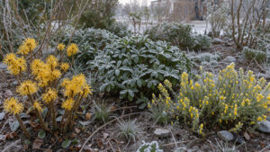 Massif de jardin en hiver avec un hamamélis aux fleurs jaunes, un sarcococca persistant et un jasmin d’hiver fleuri dans la douce lumière d’un matin froid.